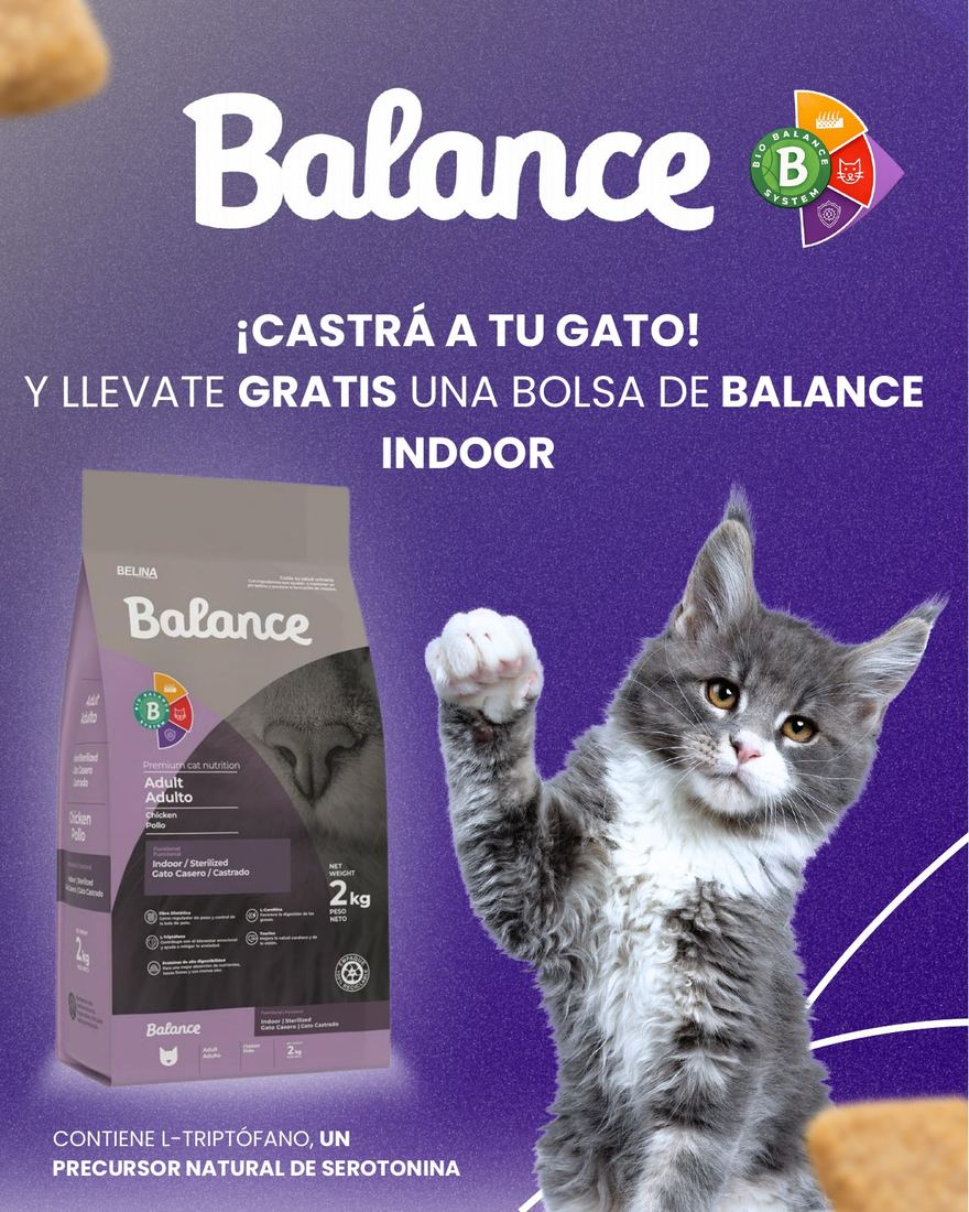 Post promocional de alimento para gatos