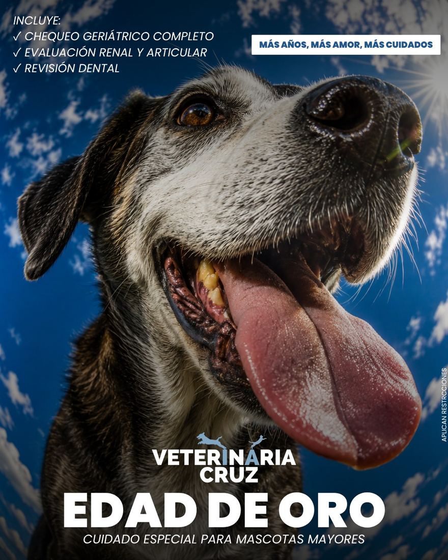 Post Edad de Oro, campaña de cuidado para mascotas mayores